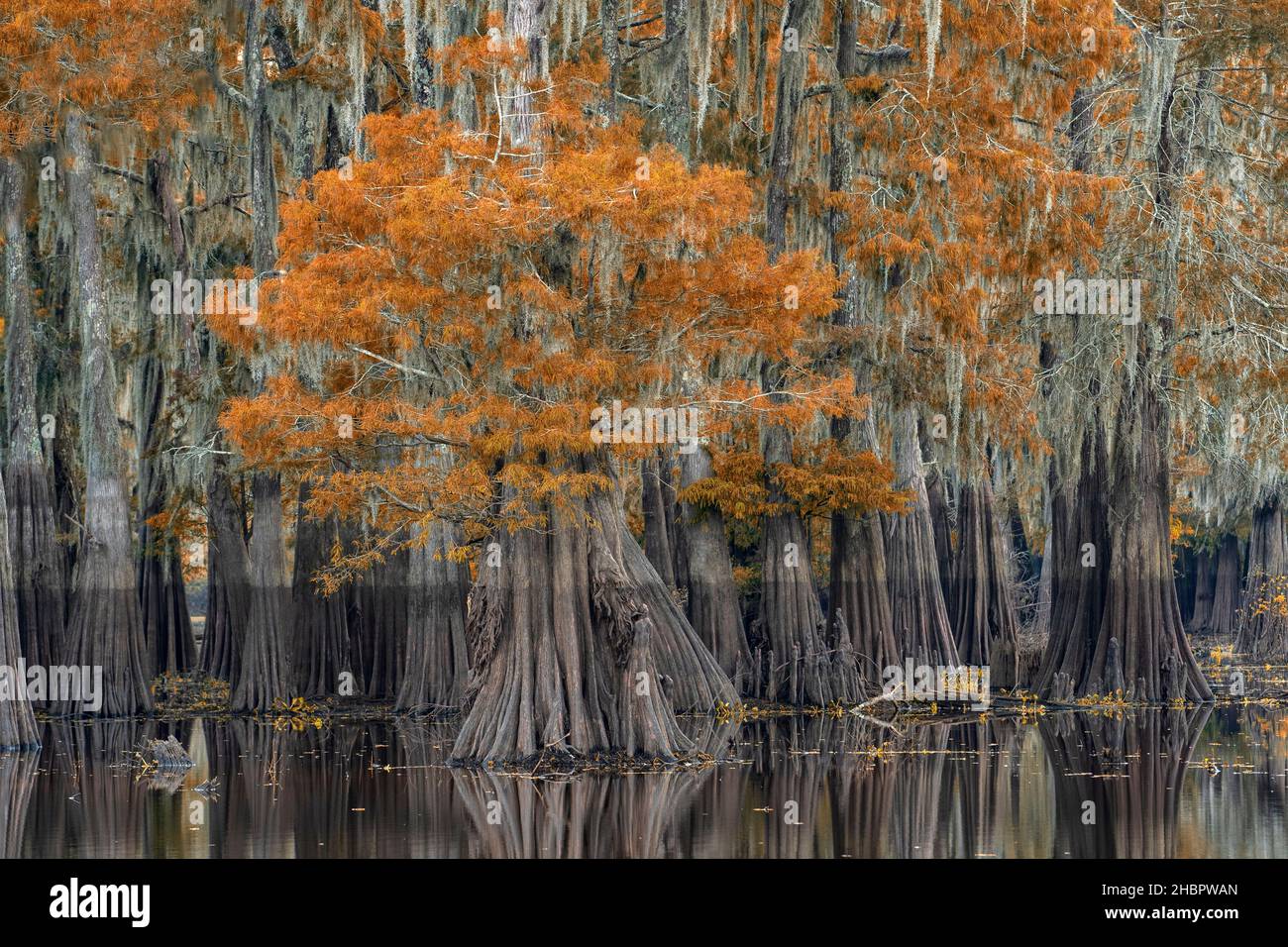 USA, South, Louisiana, Atchafalaya basin, Bald Cypress swamp, *** Local Caption ***  USA, South, Louisiana, Atchafalaya basin, Bald Cypress swamp, nat Stock Photo