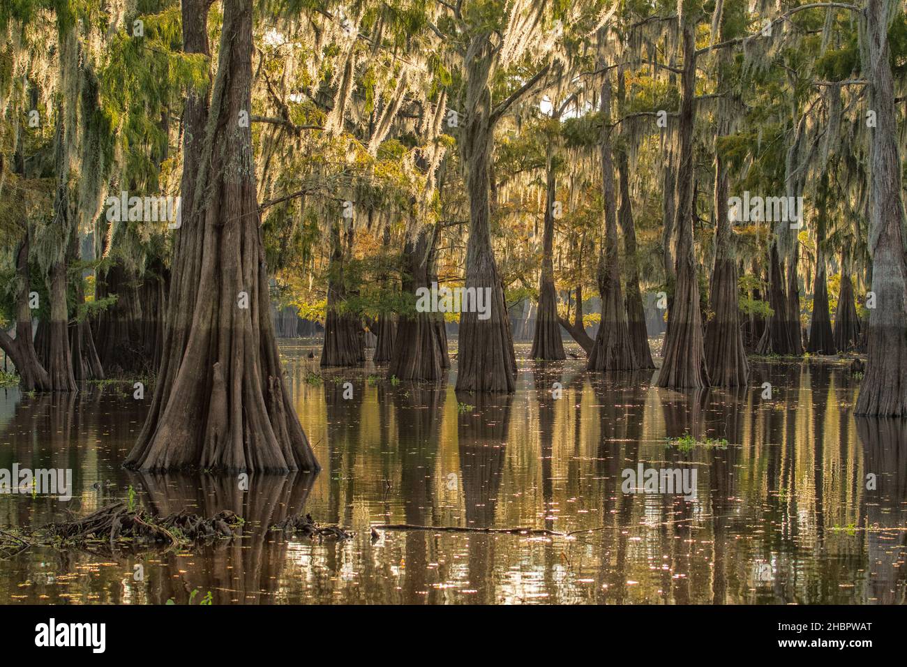 USA, South, Louisiana, Atchafalaya basin, Bald Cypress swamp, *** Local Caption ***  USA, South, Louisiana, Atchafalaya basin, Bald Cypress swamp, nat Stock Photo