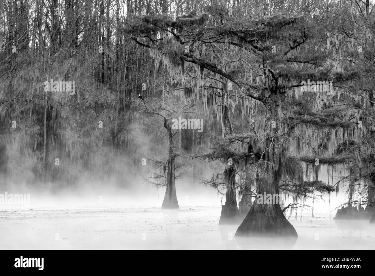 USA, Texas,Caddo Lake, Osprey and morning mist *** Local Caption ***  USA, Texas, Caddo Lake, Cypress, mist, nature, swamp, lake, natural, scenic, bal Stock Photo