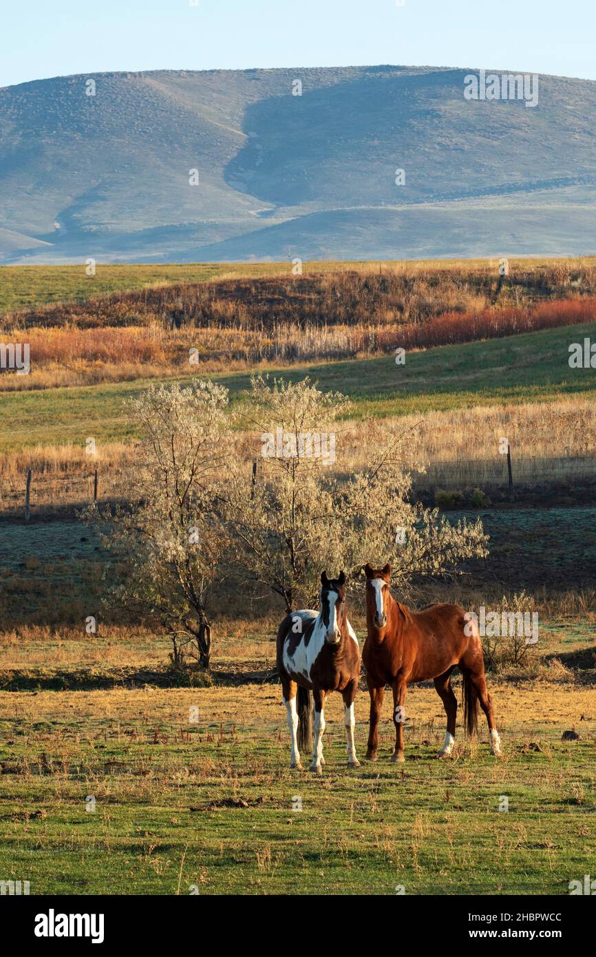 USA, Oregon, Malheur County, horses *** Local Caption ***  USA, Oregon, Malheur County, eastern, pasture, horse, lifestock, animal, rural, scenic Stock Photo