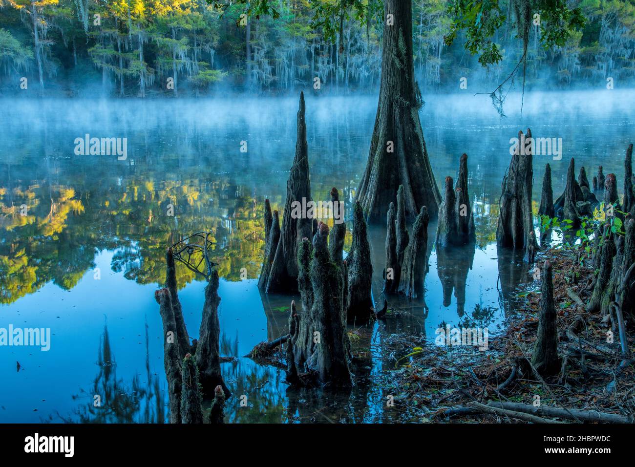 USA, Texas, Caddo lake , Bald Cypress knees *** Local Caption ***  USA, Texas, Caddo lake, Cypress swamp, nature, eastern, american, forest, cypress k Stock Photo