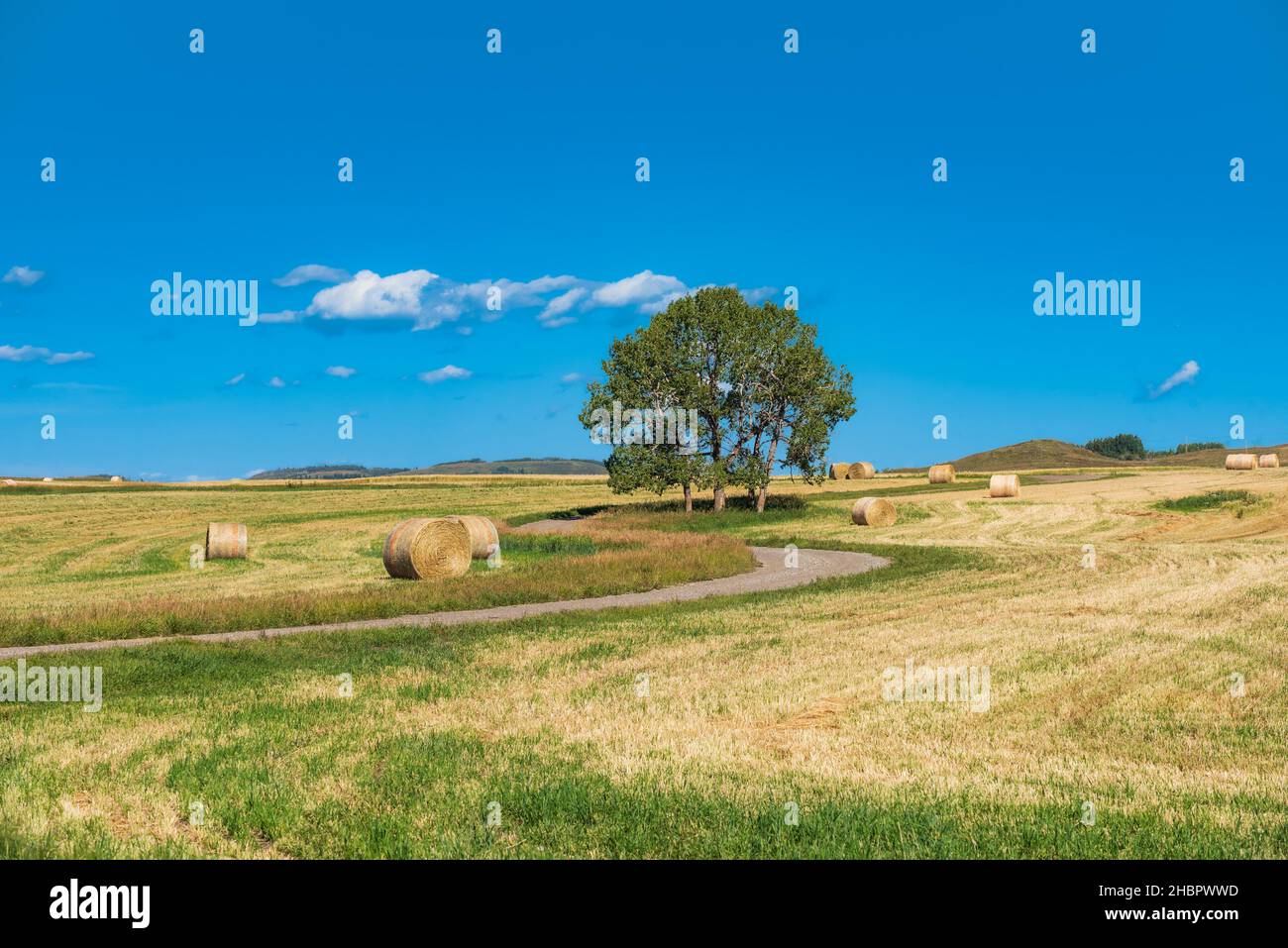 Single tree on a gravel roadway running through scenic farmland in the prairies of Alberta Canada Stock Photo