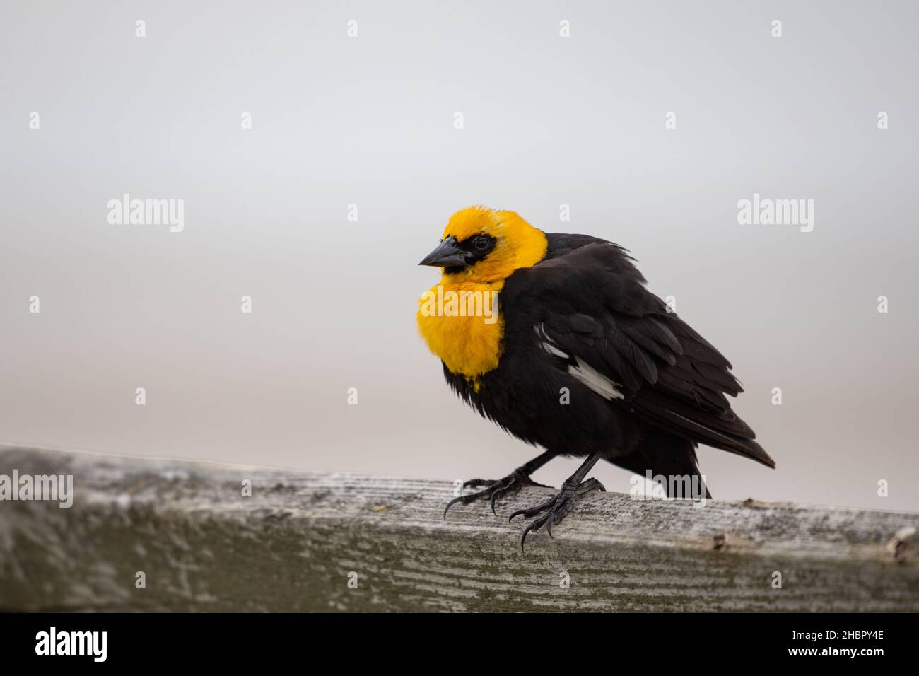 Yellow Headed Blackbird on a fence post. Stock Photo