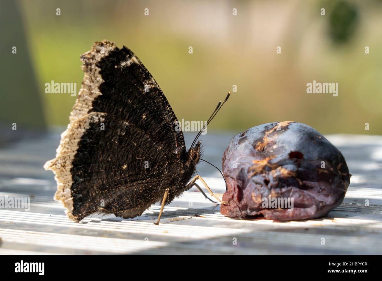 Der Trauermantel (Nymphalis antiopa) ist ein Schmetterling (Tagfalter) aus der Familie der Edelfalter (Nymphalidae). Das Artepitheton leitet sich von Stock Photo
