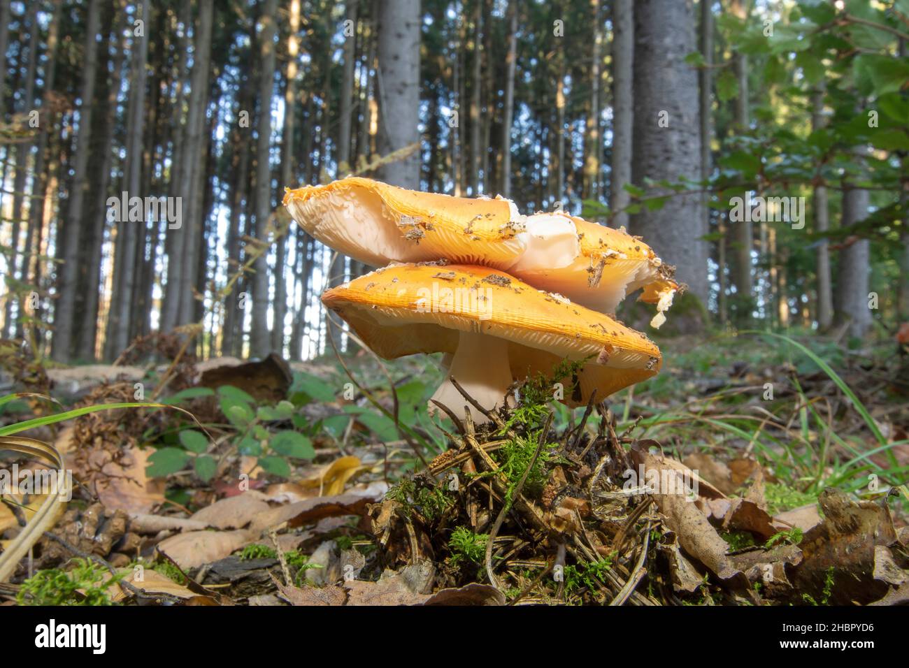 Pilz im Wald doppelte Haube des Fliegenpilz Stock Photo