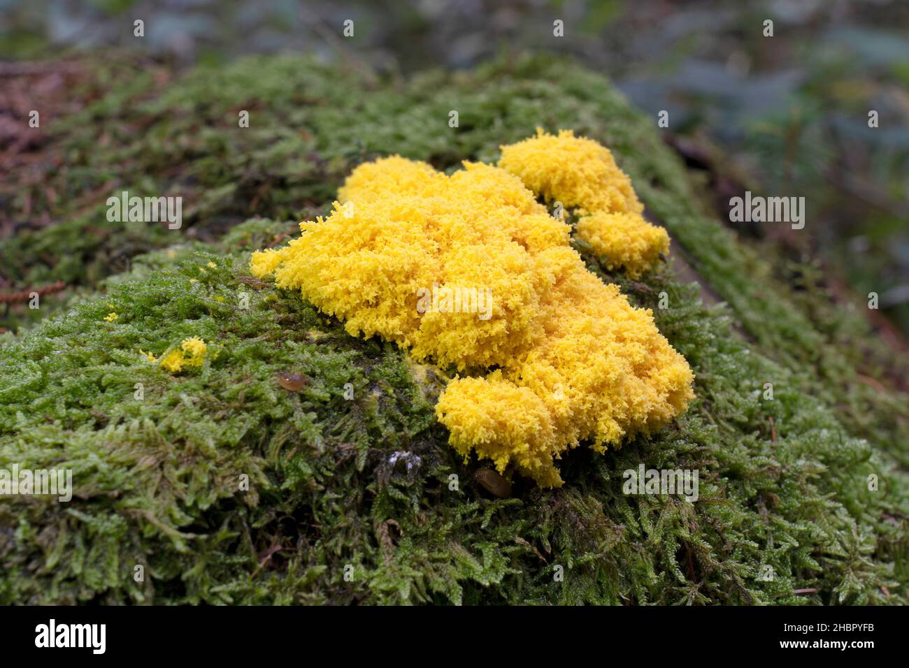 Lebewesen High Resolution Stock Photography and Images - Alamy