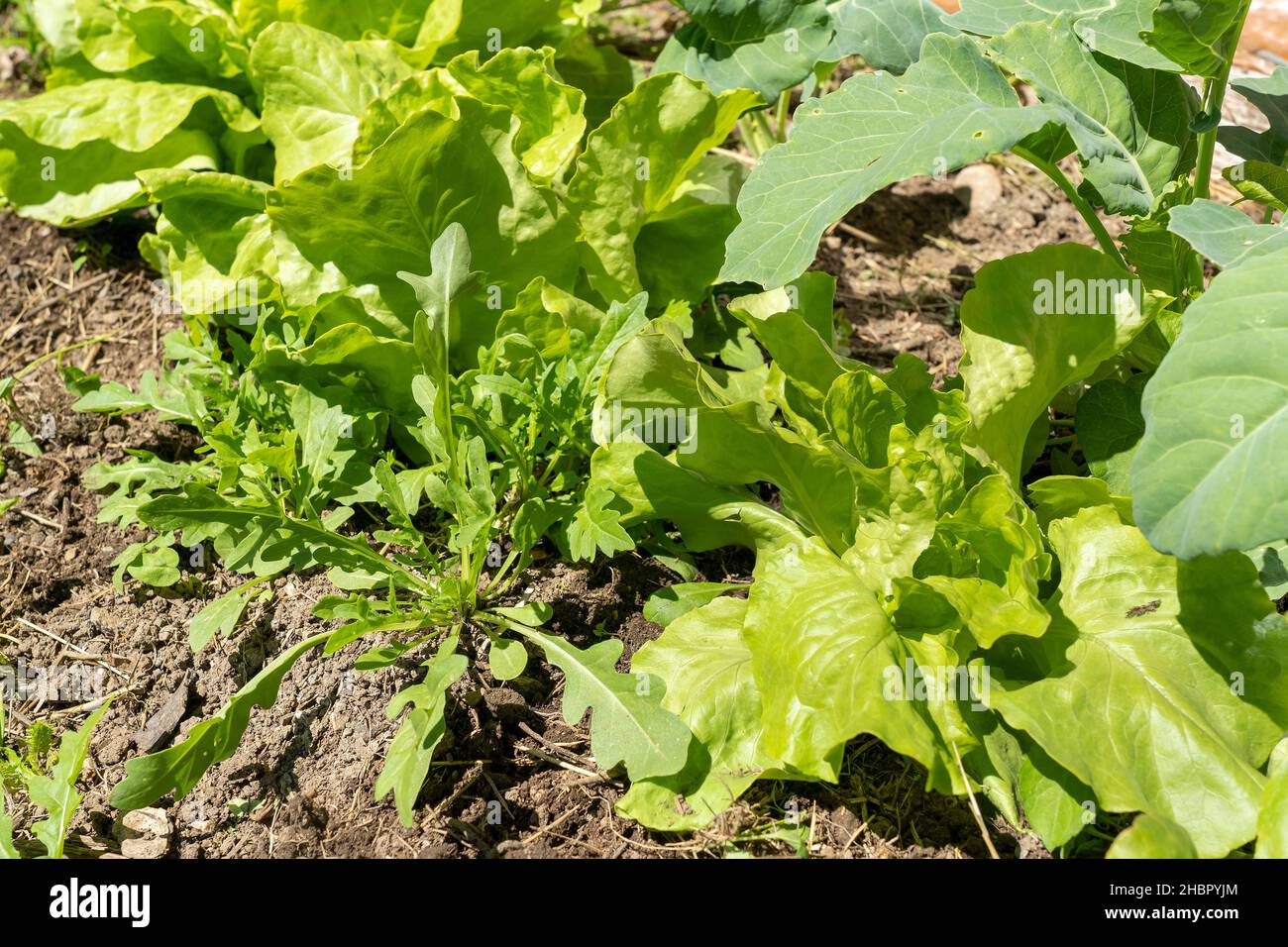 natürlich bewirtschafteter Gemüsegarten mit Kohl, Salat Stock Photo