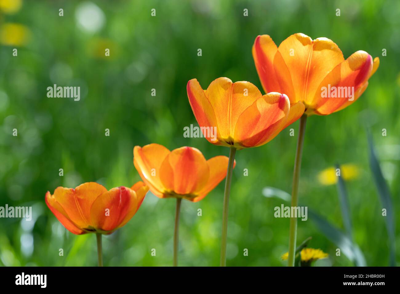 Tulpe - Tulipa - Frühjahrsblüher im Hausgarten Stock Photo
