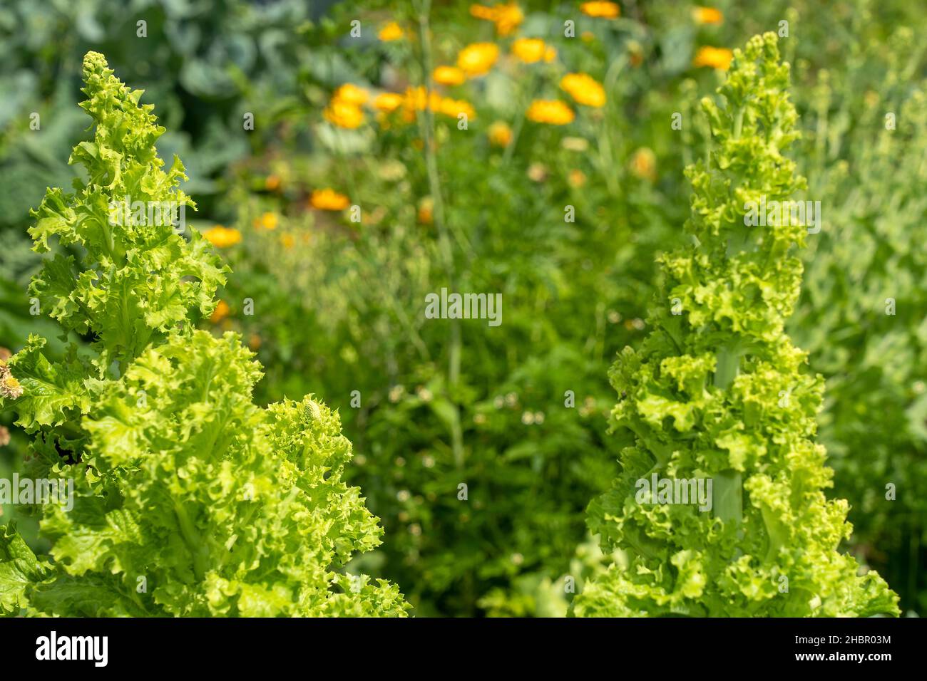 ökologisch bewirtschafteter Gemüsegarten Stock Photo