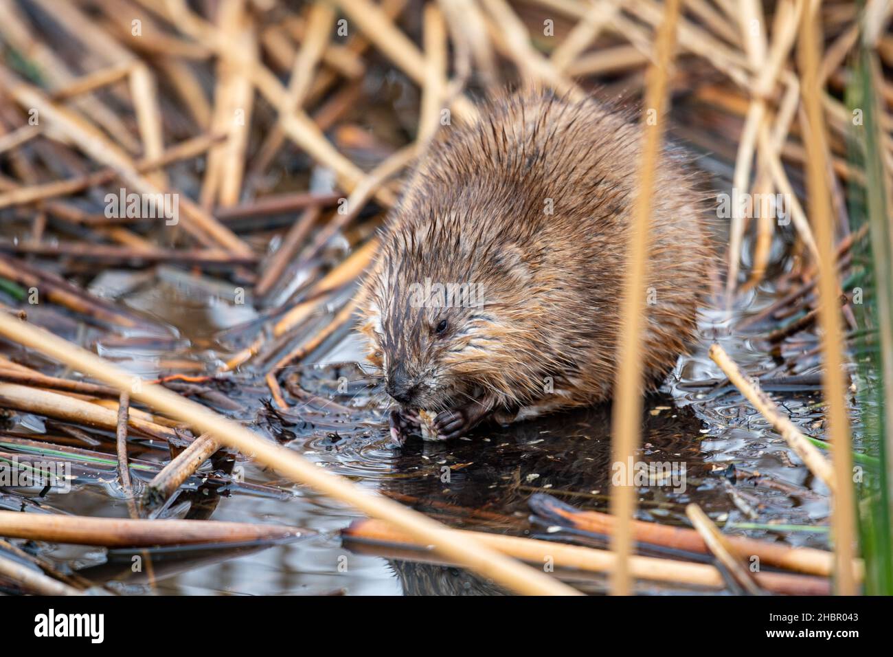 Wild Muskrat feeding in a reed bed on the shore of a prairie marsh. Stock Photo
