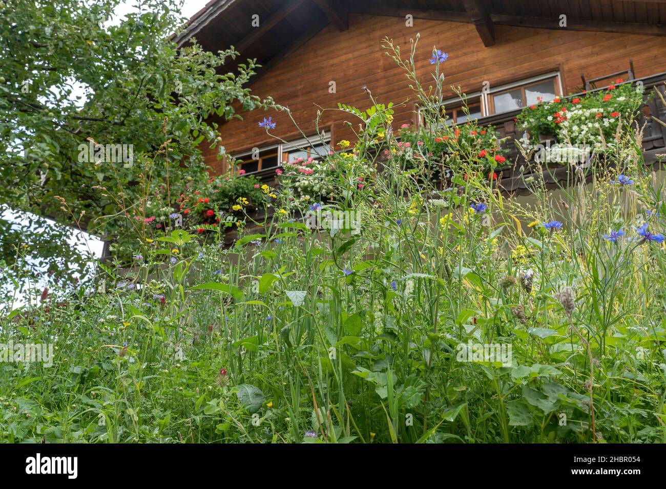 herrlicher Blumenschmuck  am Hausdavor reichblühende natürlich Blumenwiese mit wilder Möhre und Gräsern Stock Photo