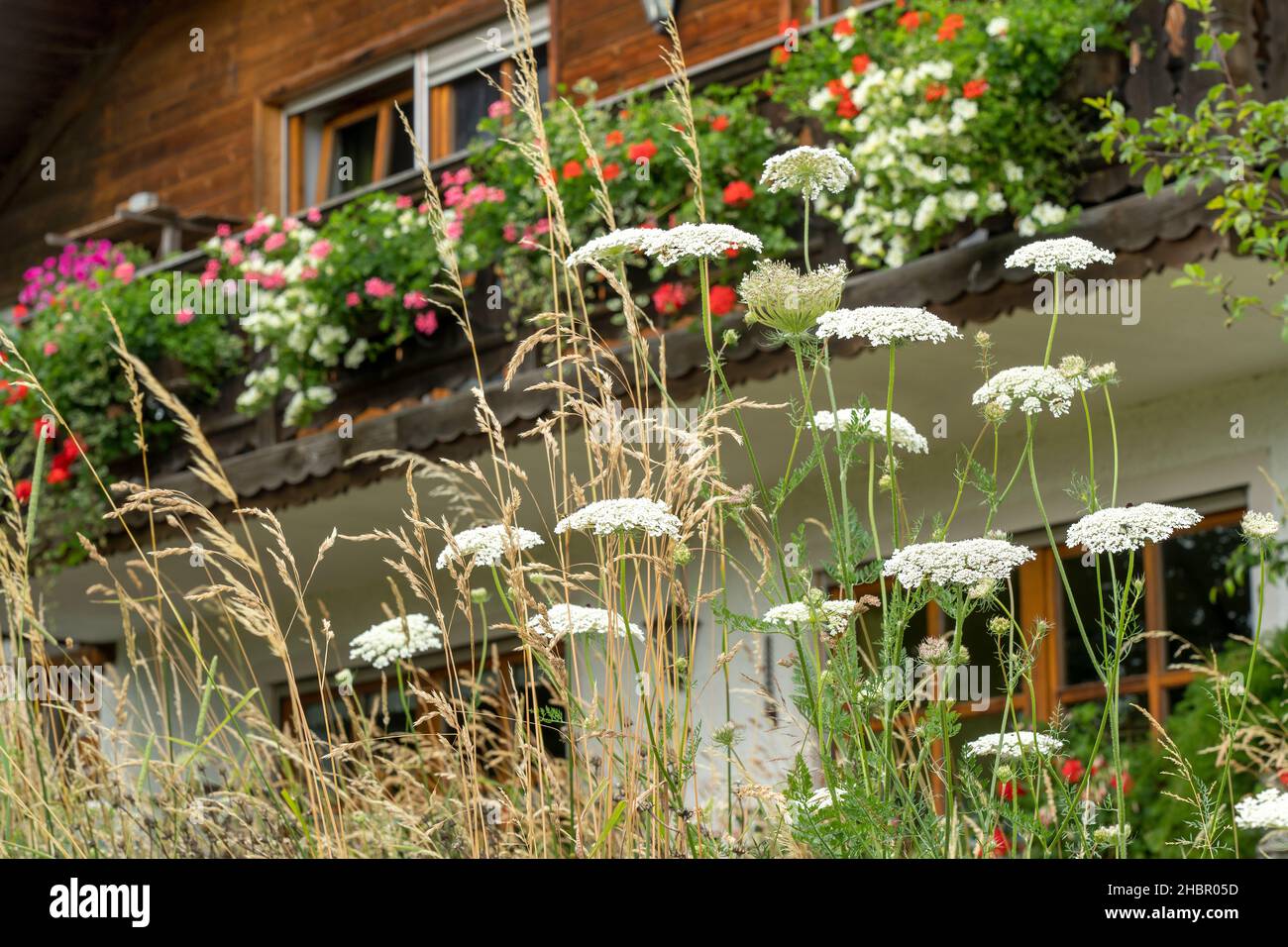 herrlicher Blumenschmuck  am Haus davor reichblühende natürlich Blumenwiese mit wilder Möhre und Gräsern Stock Photo