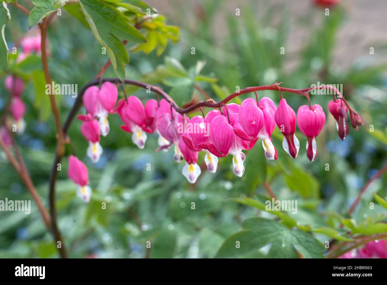 Gartenblume Tränendes Herz Lamprocapnos spectabilis Stock Photo