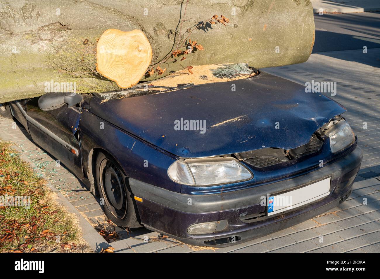 Car crushed by giant tree Stock Photo Alamy