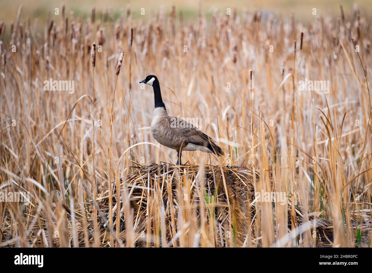 Canada Goose protecting its nest in a prairie marsh. Stock Photo