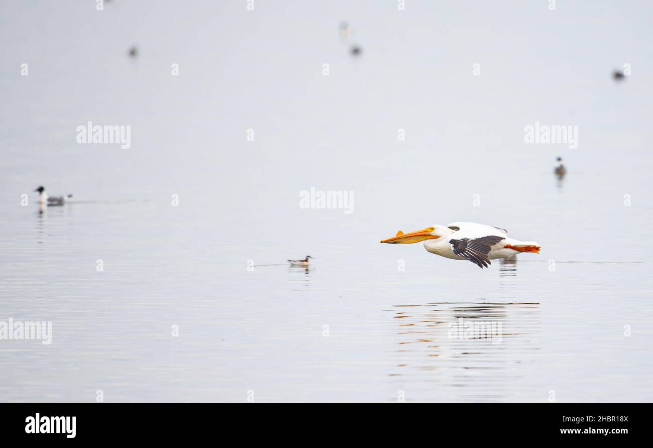 American White Pelican in flight over a prairie lake. Stock Photo