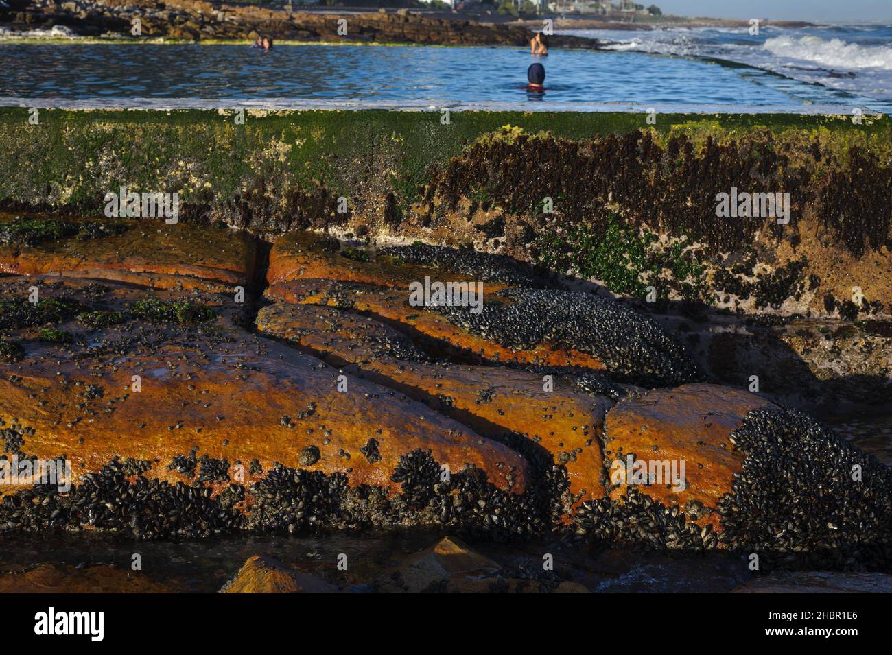 Dalebrook tidal pool in the coastal suburb St James near Cape Town on South Africa's False Bay coastline hosts mussel beds Stock Photo