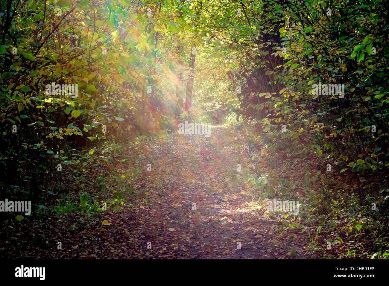 Forest path bathed in sunlight. Optical light defraction effect of an old lens Stock Photo