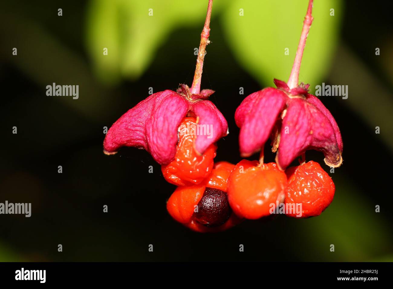Euonymus verrucosus berries close up Stock Photo