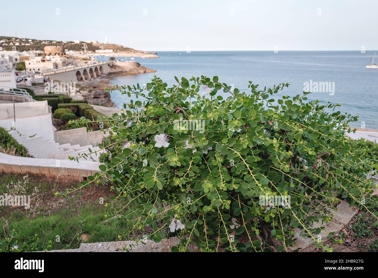 Wild capers plantin Santa Maria di leuca, the southern point of Puglia, Italy Stock Photo