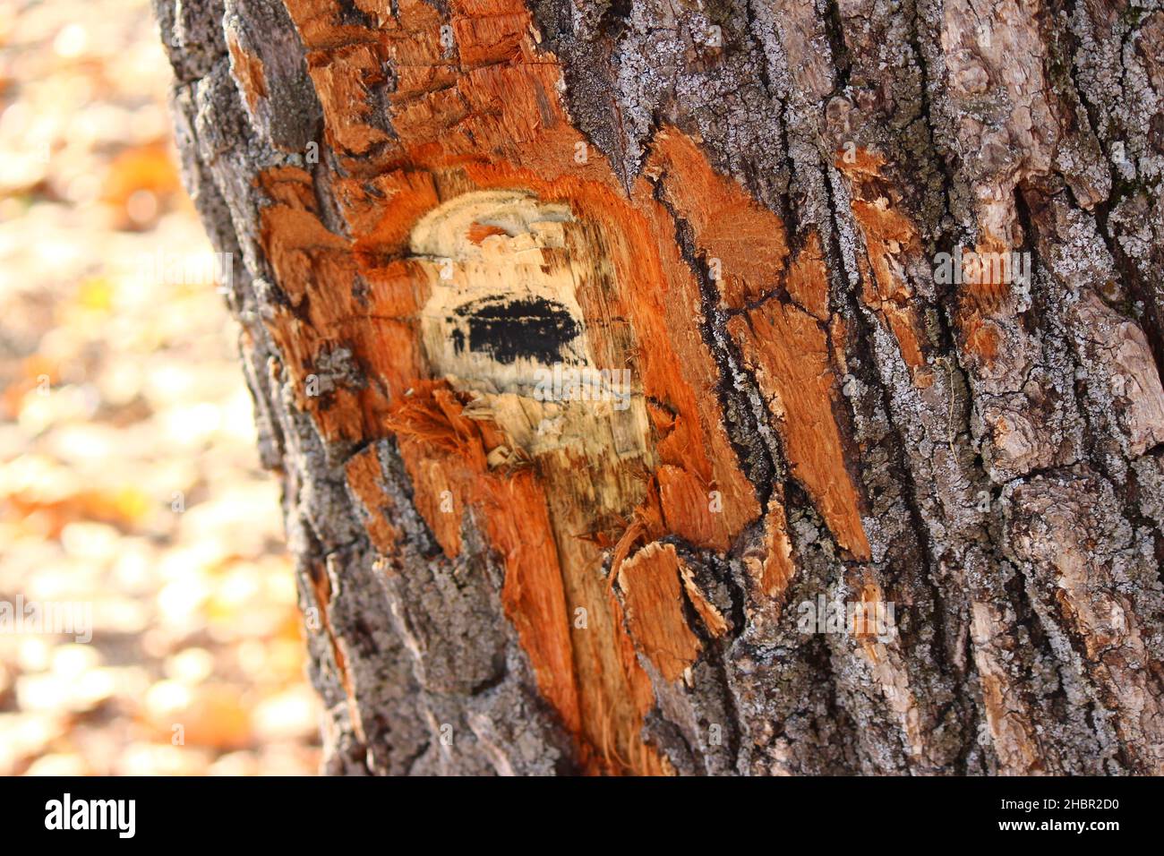 Damaged Oak Tree Bark, close up Stock Photo Alamy