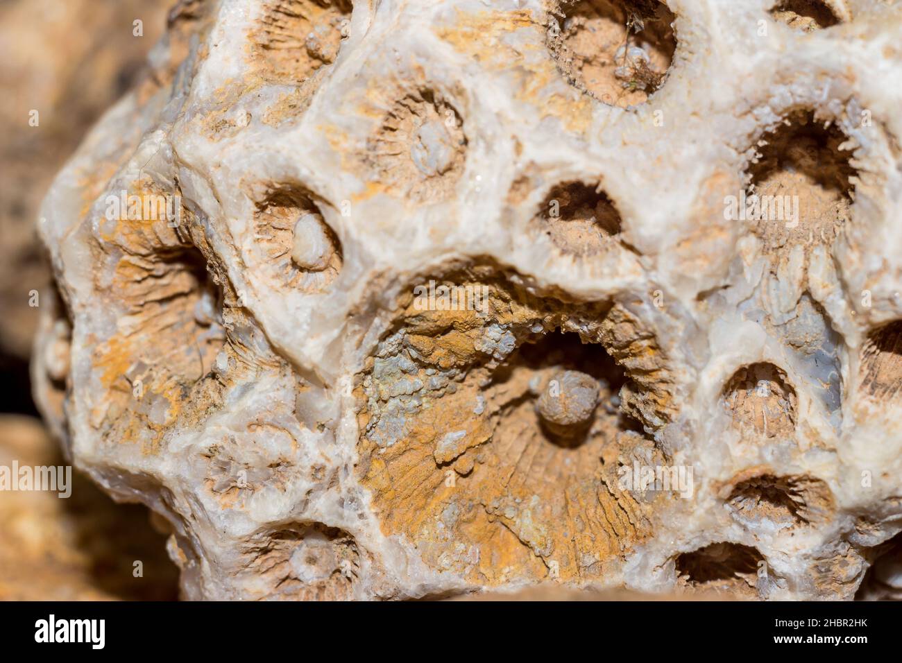 Petrified colonial coral close up. Carboniferous period, Russia Stock Photo