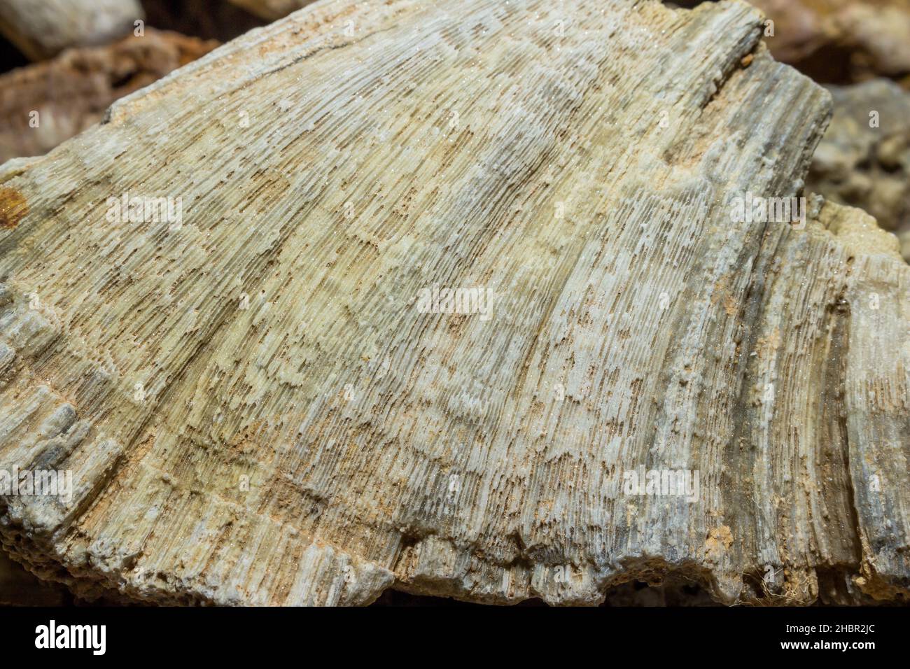 Petrified colonial sponge of Chaetetes closeup. Carboniferous period, Russia Stock Photo