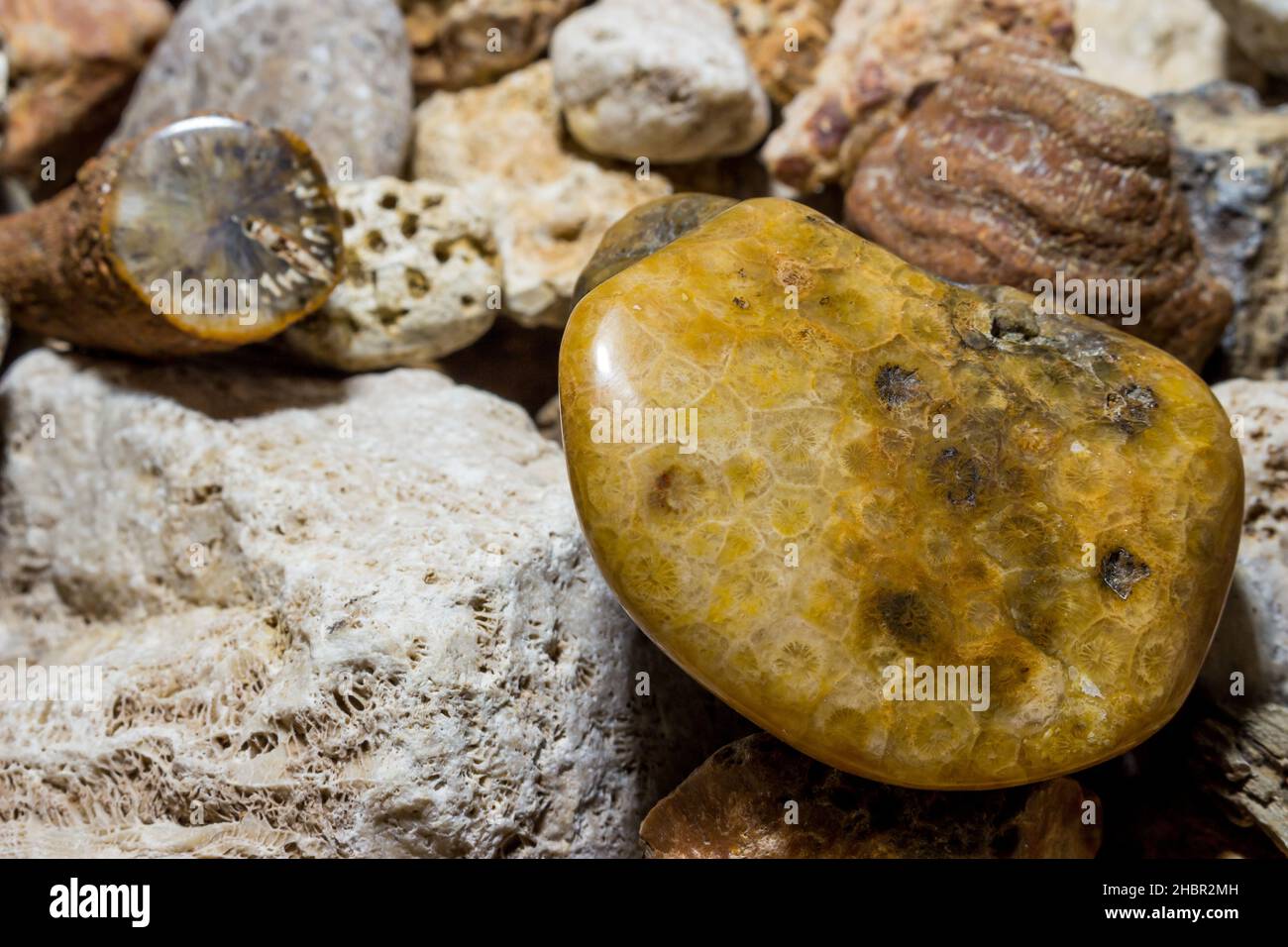 Collection of fossilized fossil sponges and corals. Carboniferous period. Kaluzhskiy region, Russia Stock Photo