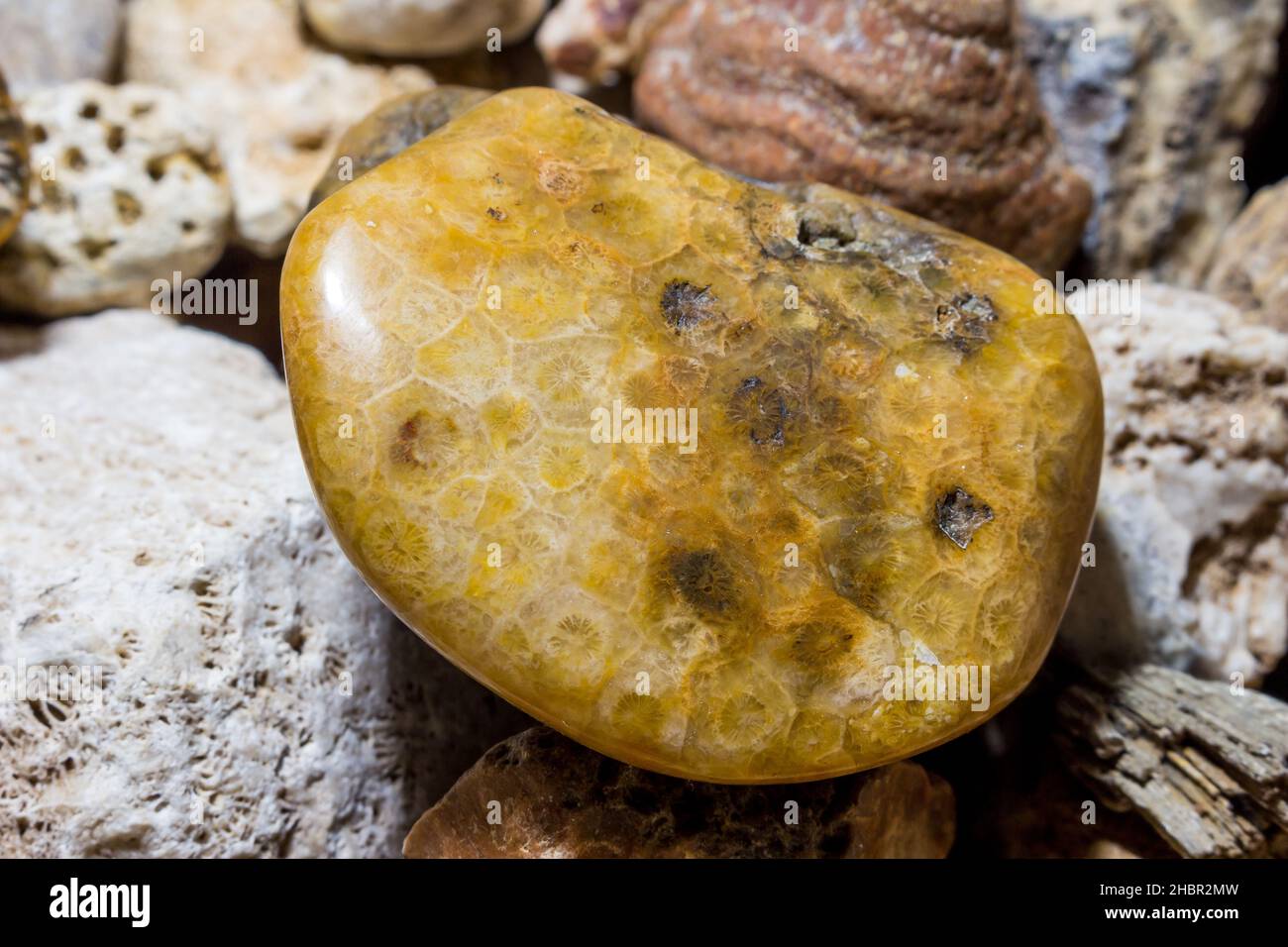 Collection of fossilized fossil sponges and corals. Carboniferous period. Kaluzhskiy region, Russia Stock Photo