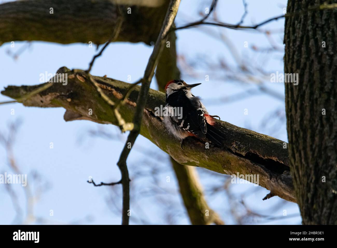 A woodpecker on a tree. A useful bird that eats pests of trees. A wild ...