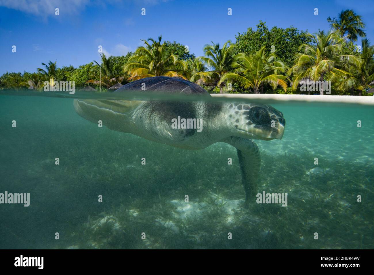 Review of the Year 2021. File photo dated 17/11/21 of April, an olive ridley sea turtle, enjoying a swim in the sea as a part of her enrichment, at the Turtle Rehabilitation Centre at Four Seasons Resort at Kuda Huraa, Maldives. Issue date: Tuesday December 21, 2021. Stock Photo