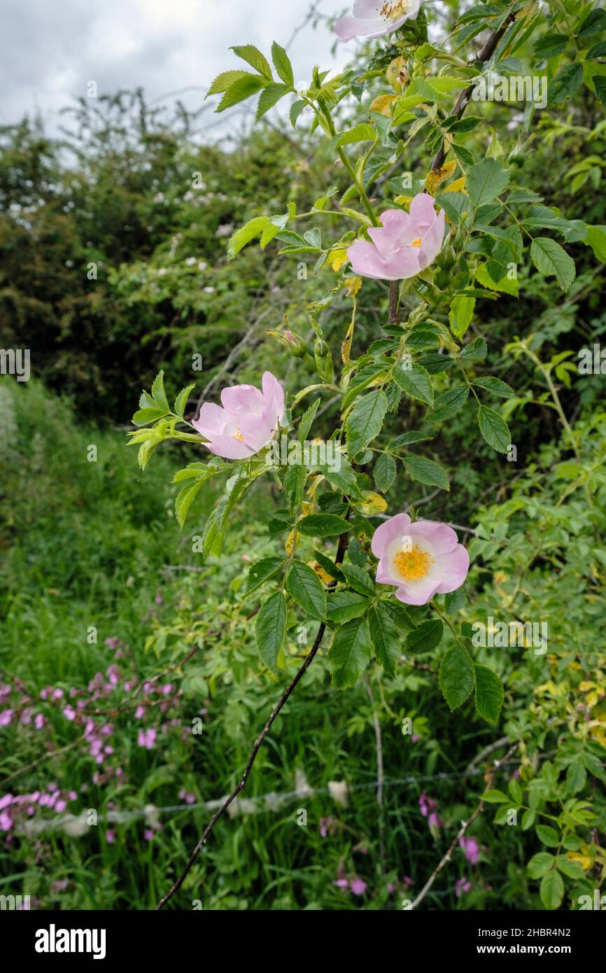 England dog rose hires stock photography and images Alamy