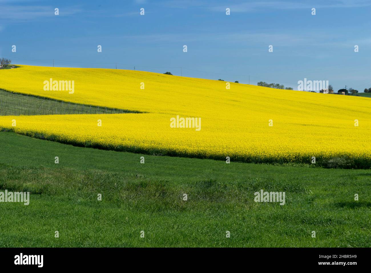 Rapeseed field at bloom hi-res stock photography and images - Alamy