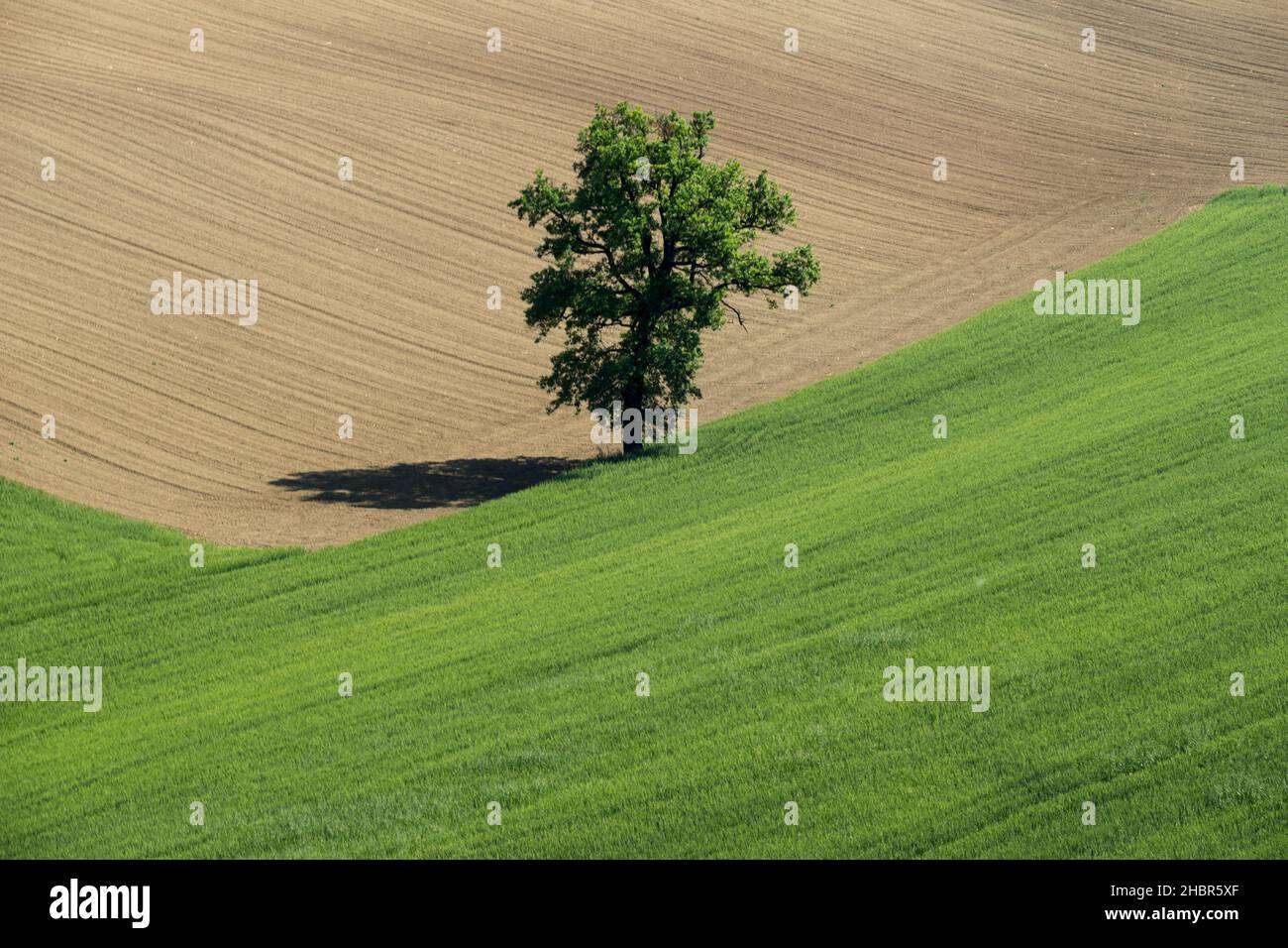 Countryside of Corridonia, Tree, Marche, Italy, Europe Stock Photo