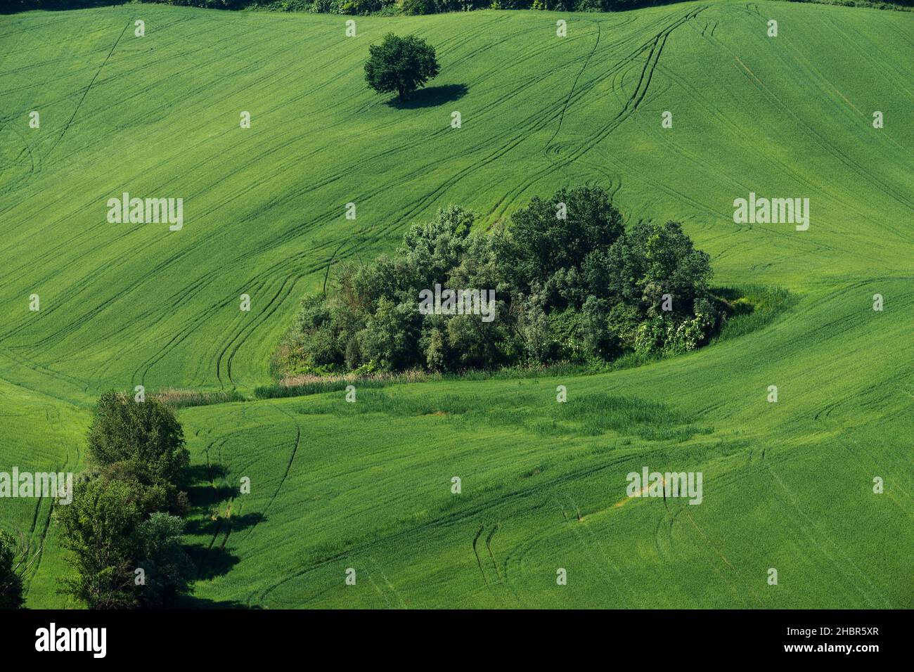 Countryside of Corridonia, Trees, Marche, Italy, Europe Stock Photo