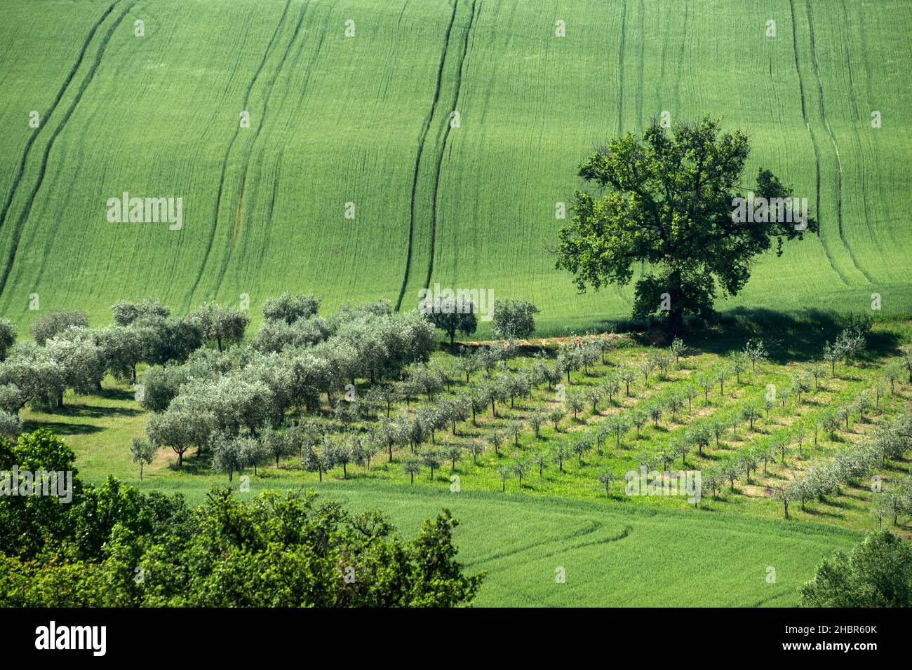 Countryside, Corridonia, Marche, Italy, Europe Stock Photo