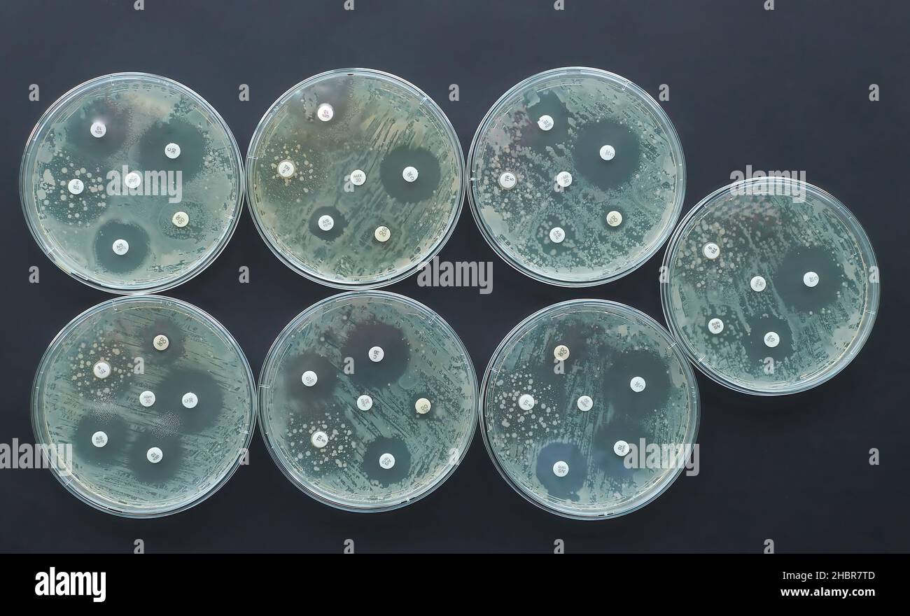 antimicrobial susceptibility test Antibiogram Antibiotic resistance bacteria  Stock Photo