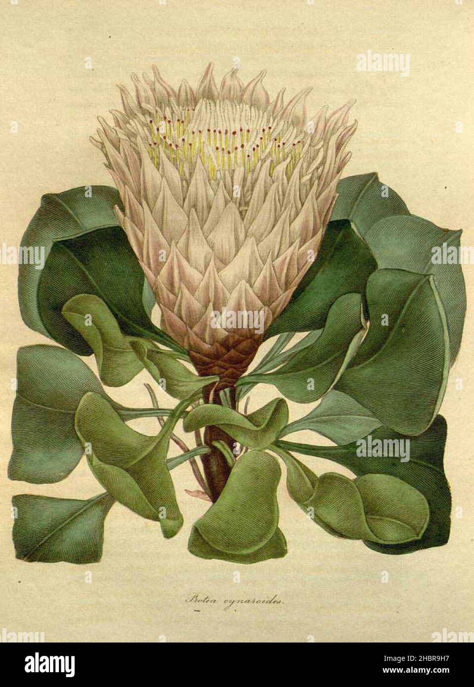 Protea cynaroides from The botanist, vol. 4: t. 166 (1840) Stock Photo