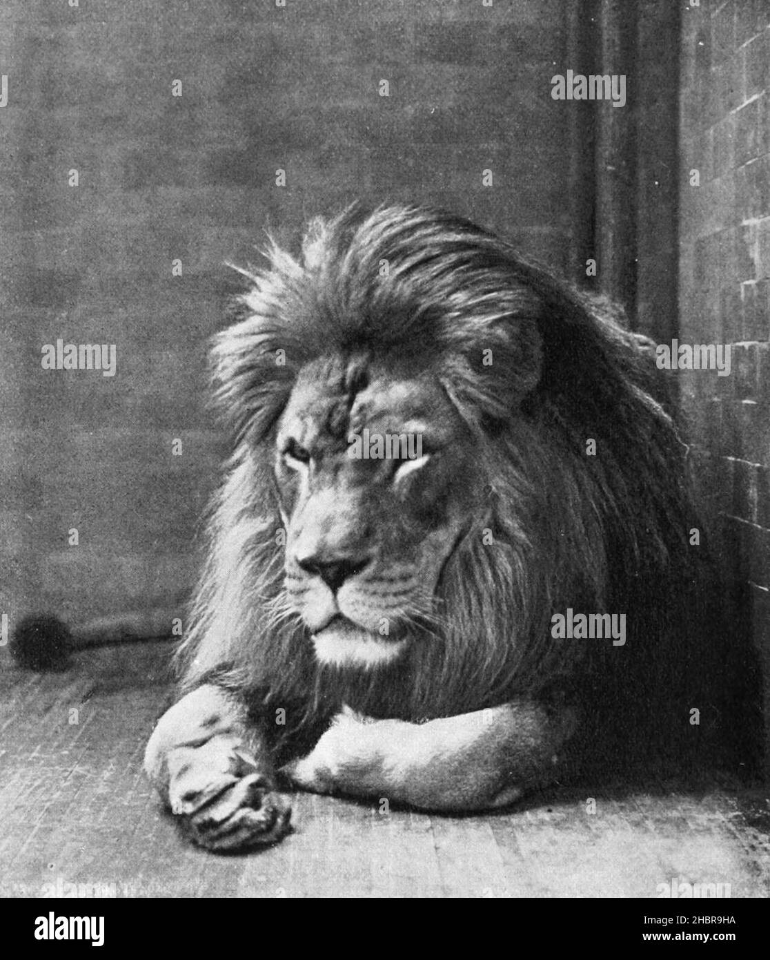 A Barbary lion in the Bronx Zoo, 1897 Stock Photo