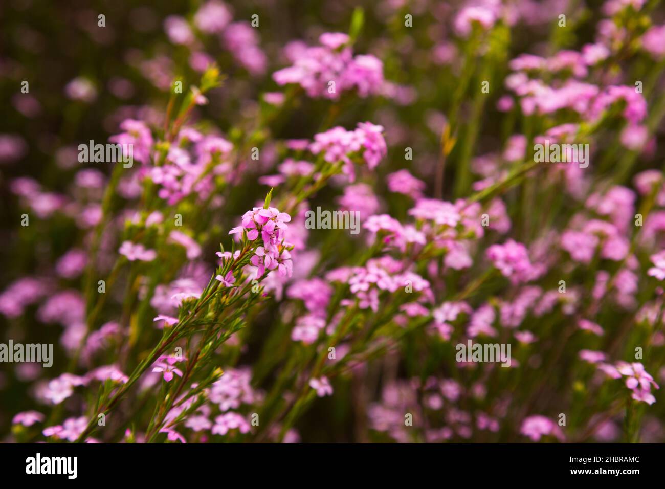 Close up of small pink flowers confetti bush coleonema pulchellum Stock Photo