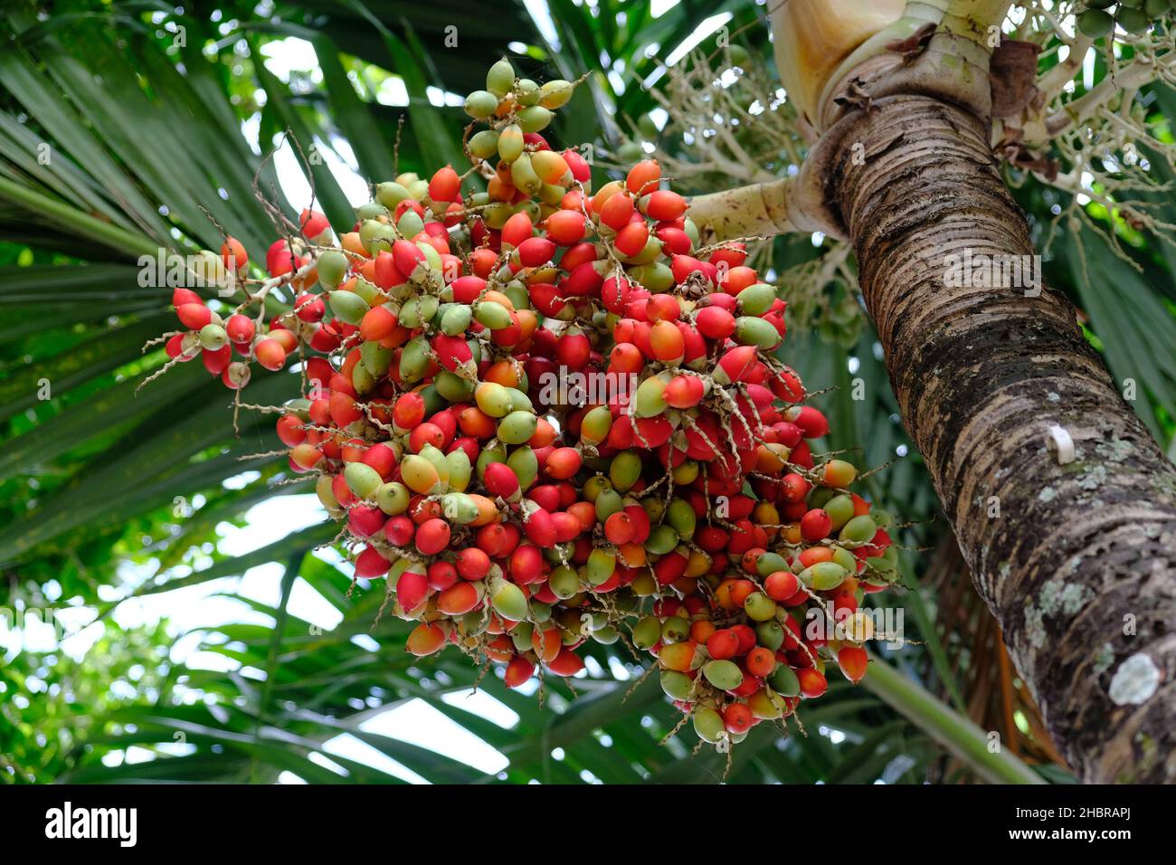 Nicaragua Granada - Peach palm fruit - Bactris gasipaes - Pijiguao or Chontaduro Stock Photo
