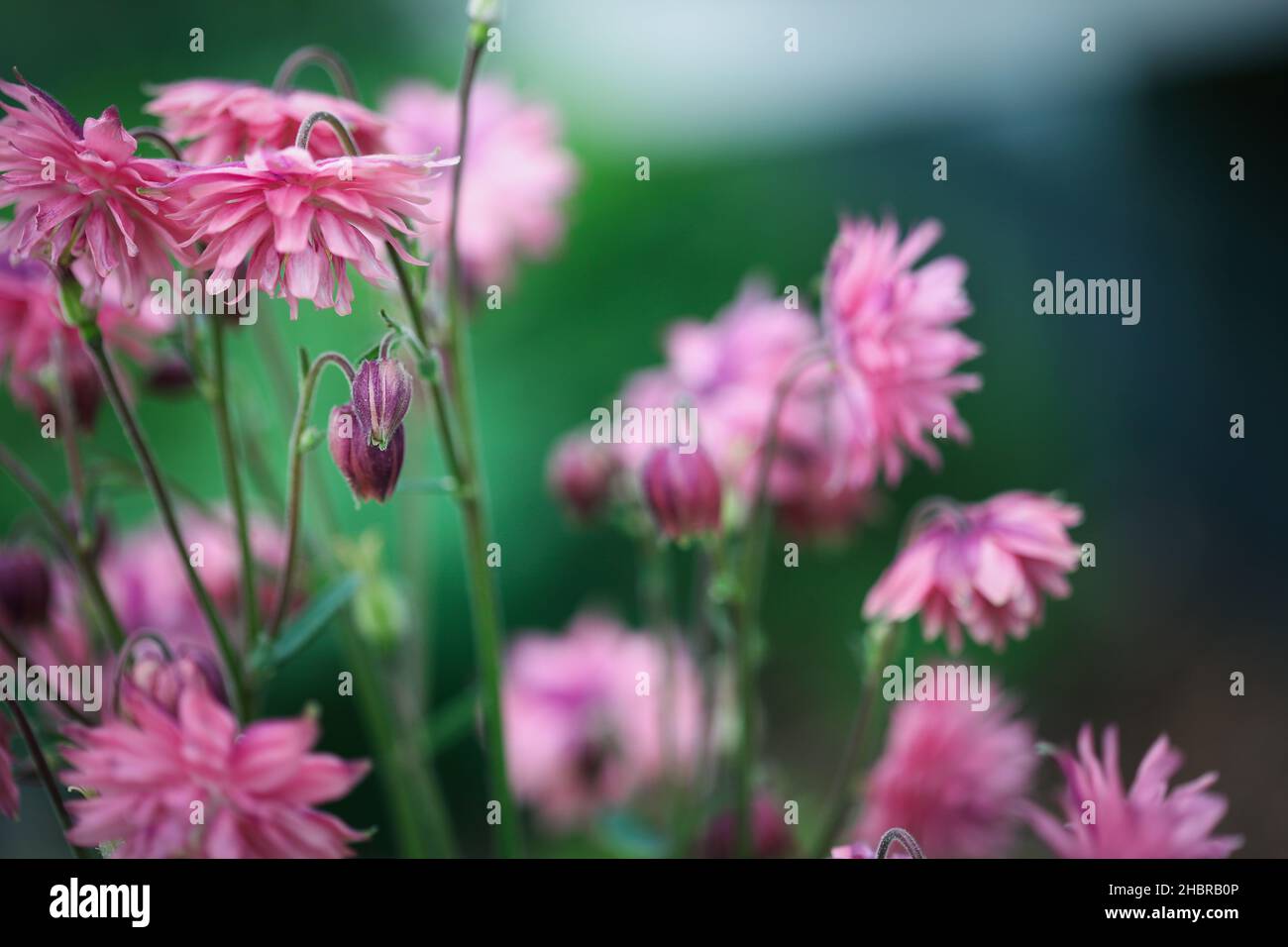 Abstract of beautiful Aquilegia vulgaris 'Clementine Salmon-Rose' blossoms in the flower garden. Selective focus on center bud with blurred foreground Stock Photo
