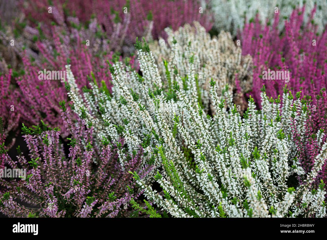 Bright image of flowering heather plants growing in garden Stock Photo