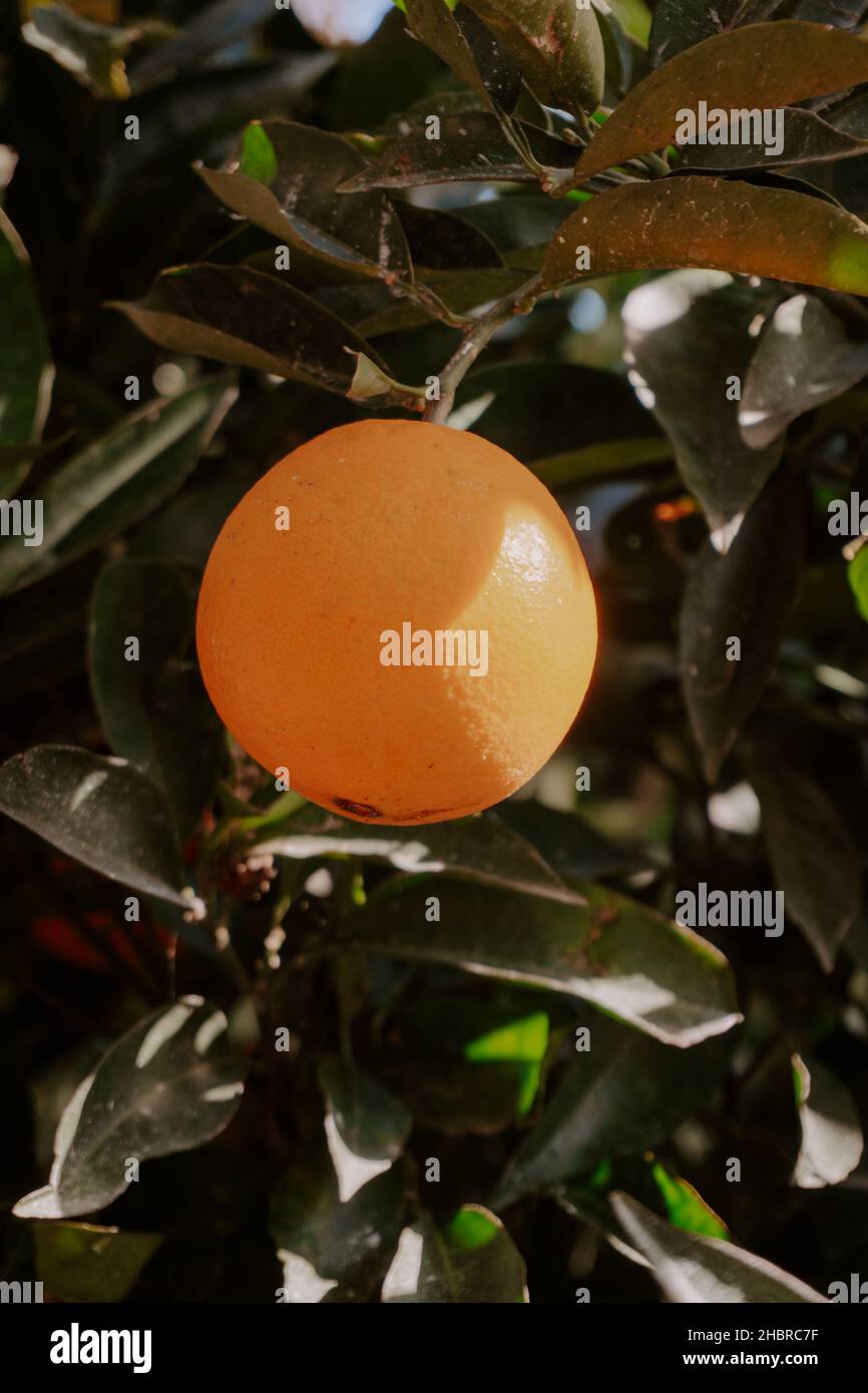 Orange tree, ripe oranges on a tree branch. Orange tree on the street ...