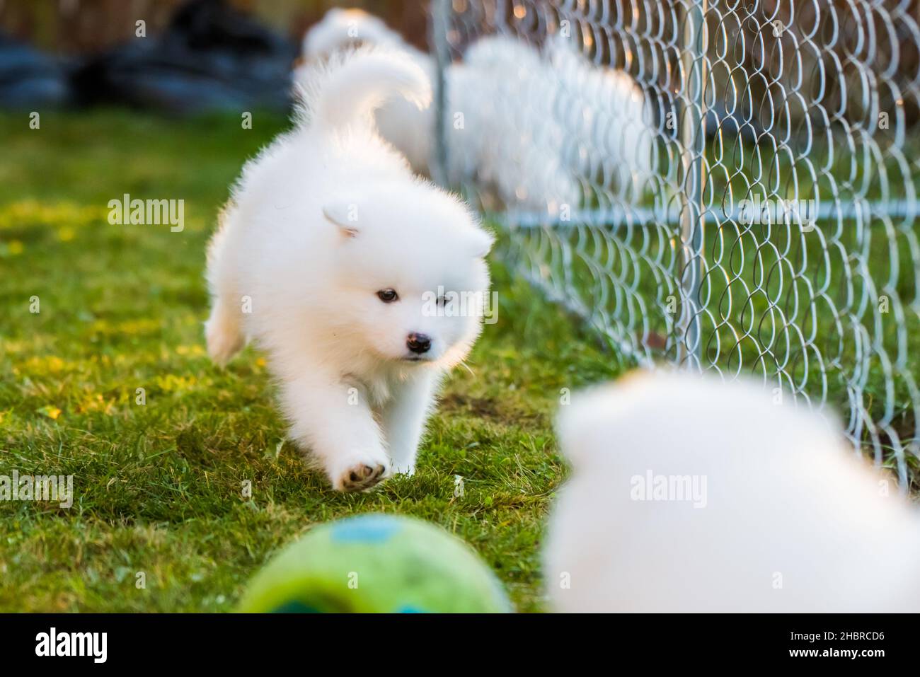 Funny fluffy white Samoyed puppies dogs are playing. Stock Photo