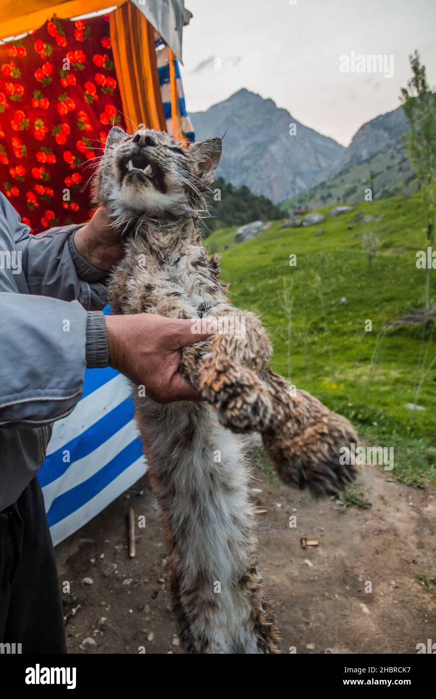 Body of a dead lynx in Fann mountains, Tajikistan Stock Photo