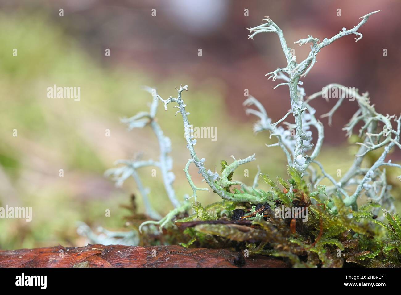 Cladonia furcata, a medicinal cup lichen from Finland studied for its capability to kill leukemia cells in vitro Stock Photo