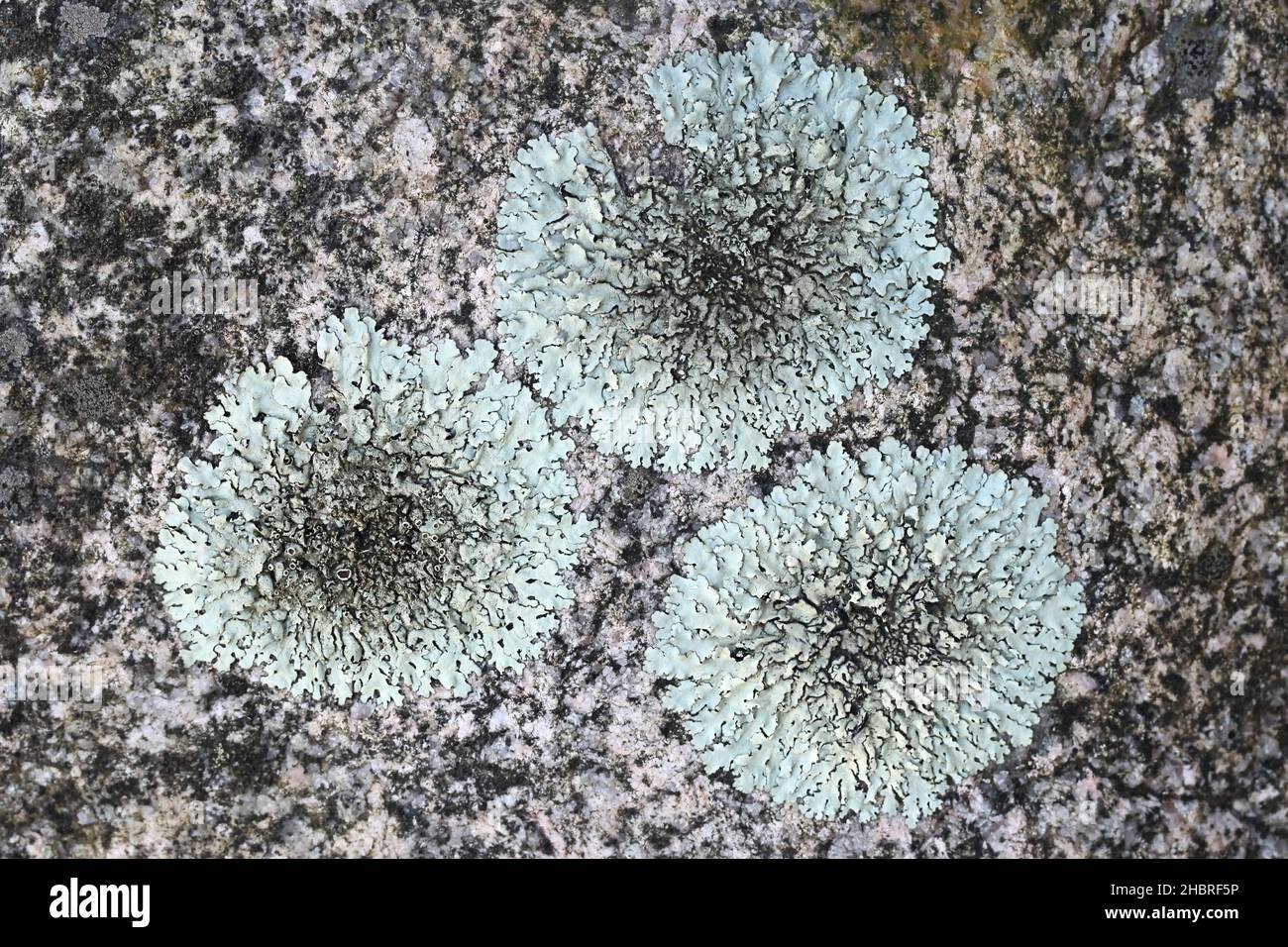 Parmelia saxatilis, commonly known as the salted shield lichen or grey crottle lichen, Stock Photo