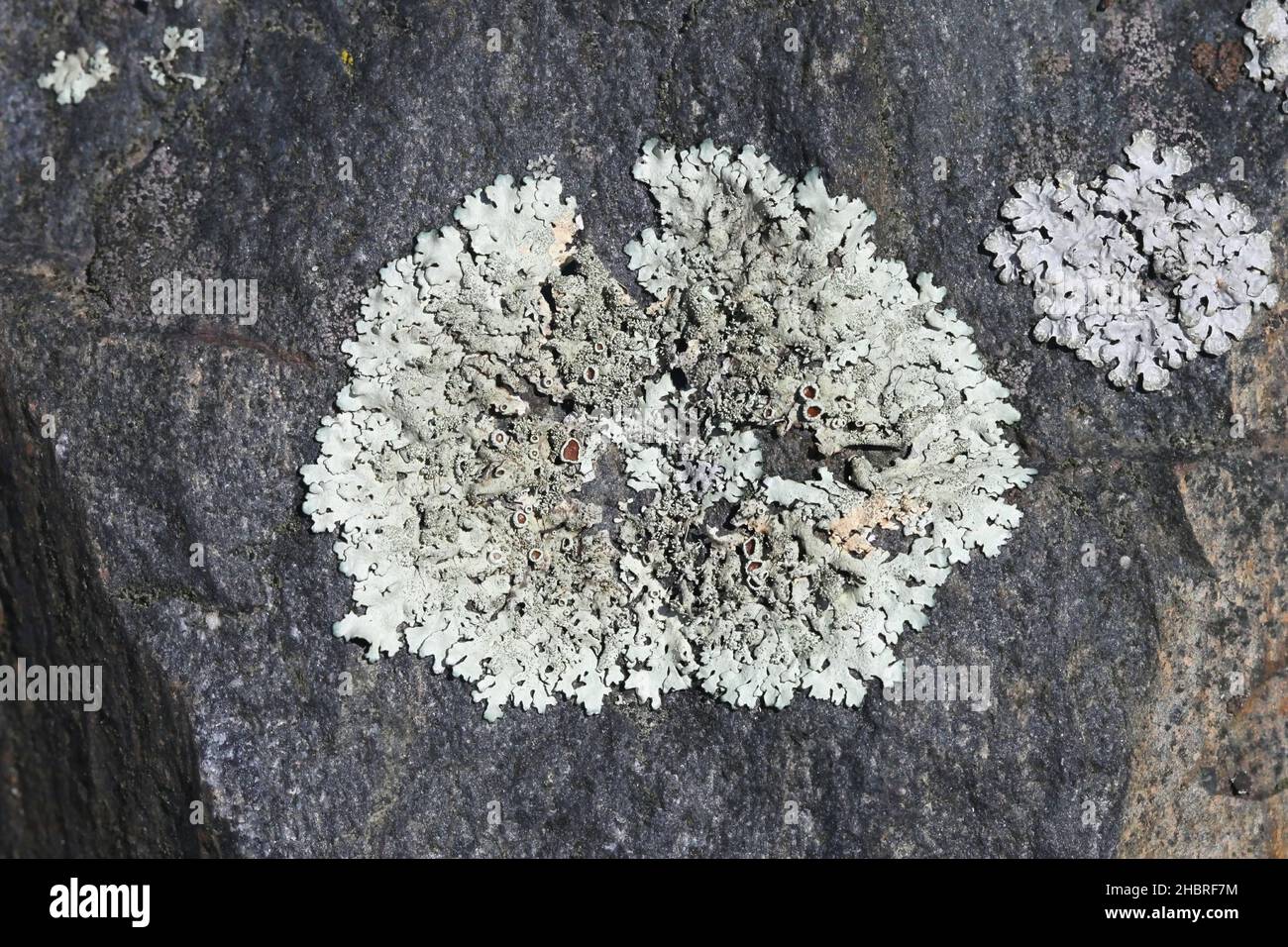 Parmelia saxatilis, commonly known as the salted shield lichen or grey crottle lichen, Stock Photo