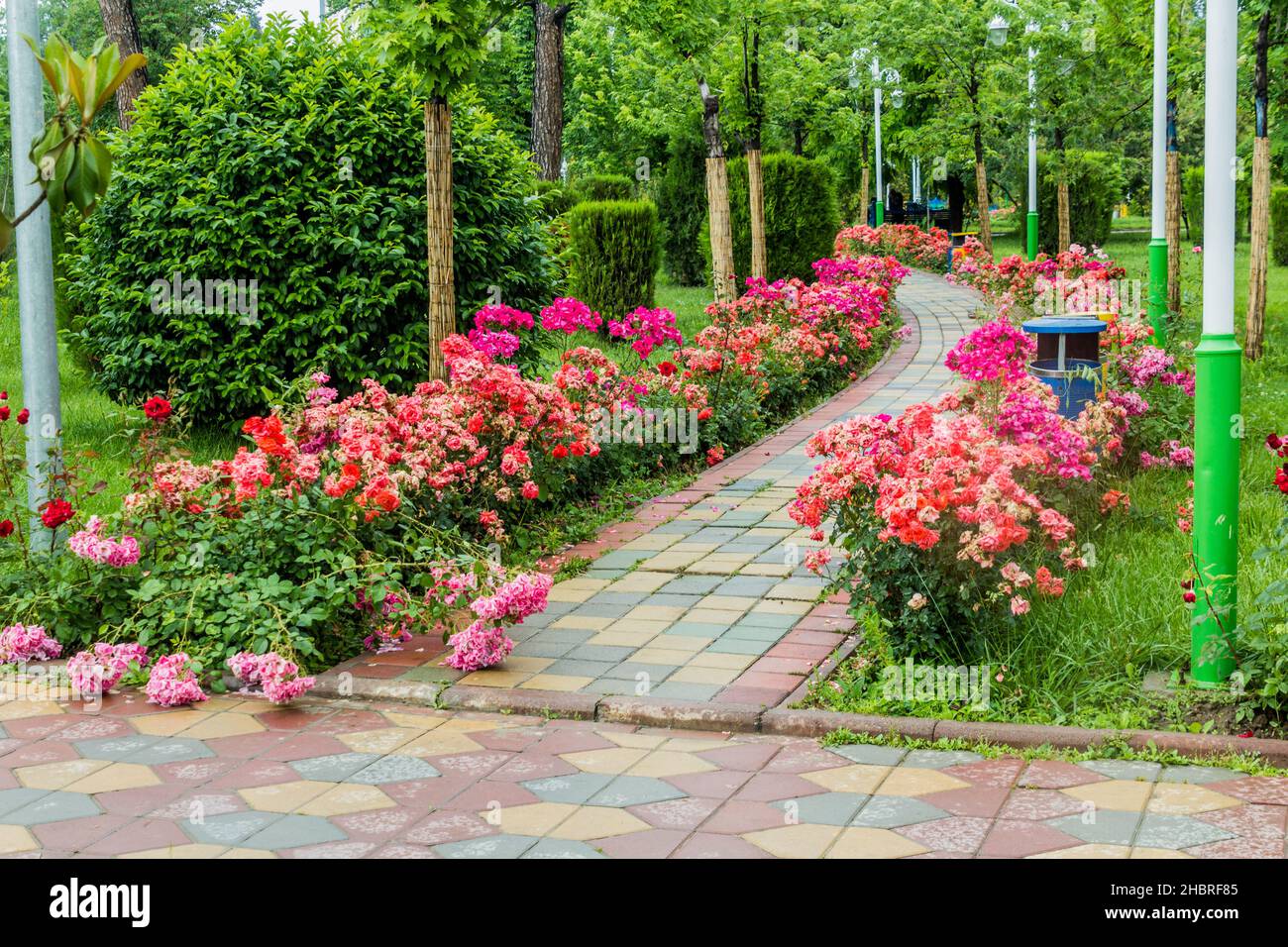 Blossoming roses in Rudaki Park in Dushanbe, capital of Tajikistan Stock Photo